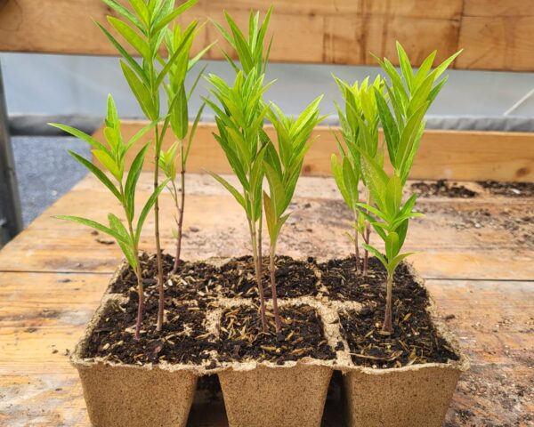 Sustainability at Headwaters Native Plants