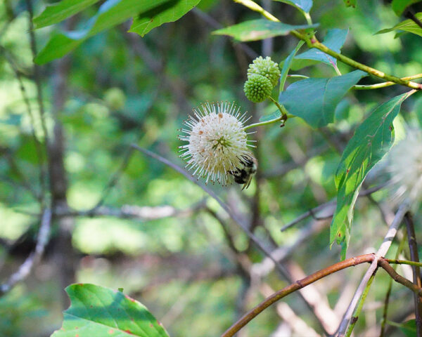Solitary Native Bees and the Plants They Need