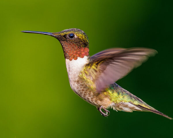 Ditch the Hummingbird Feeder