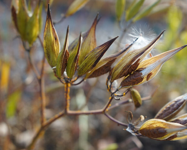 Butterfly Conservation Through Host Plants in West Virginia