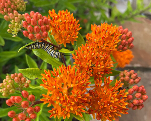 Monarch Conservation Through Native Milkweeds