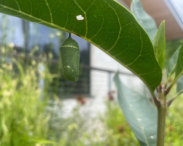 What Is a Host Plant?