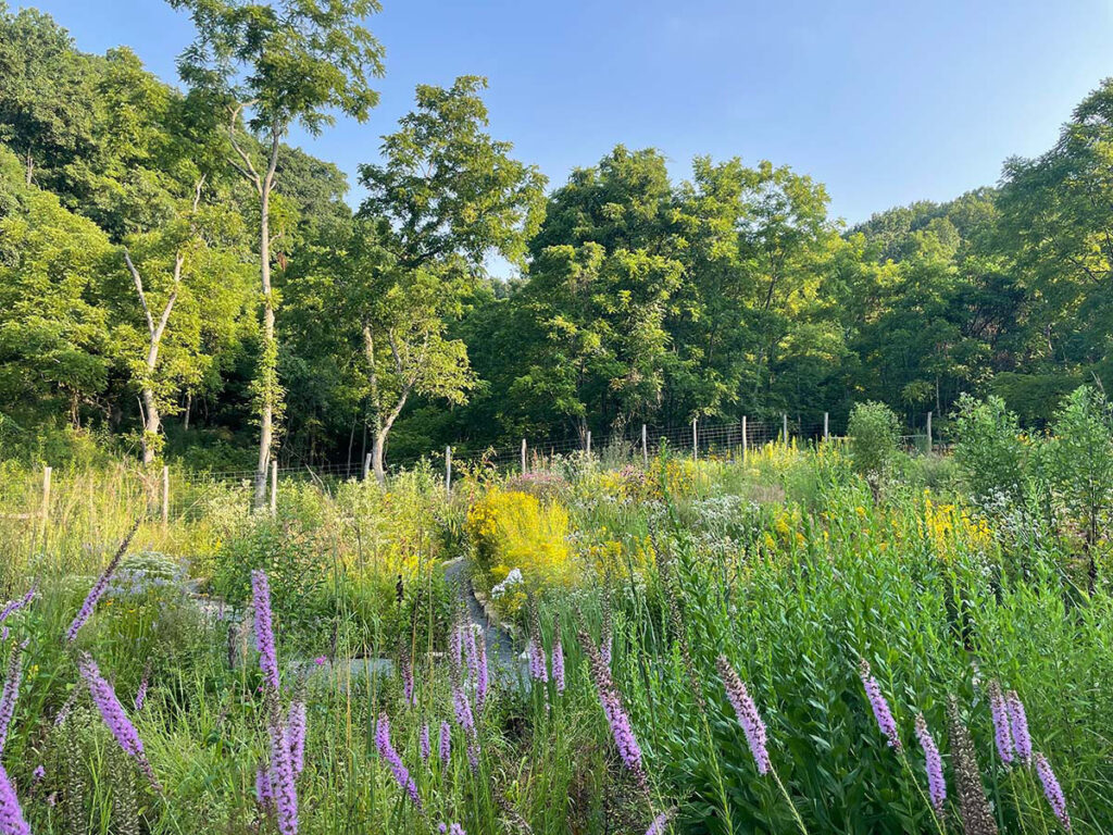 Peter’s Garden: after.