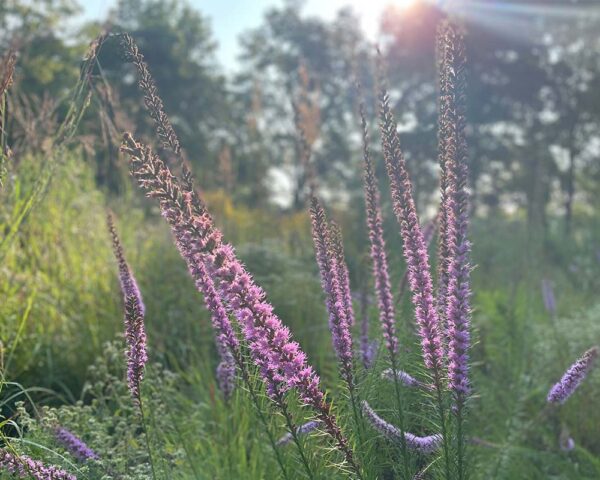 Turn Your Garden into a Bird Feeder